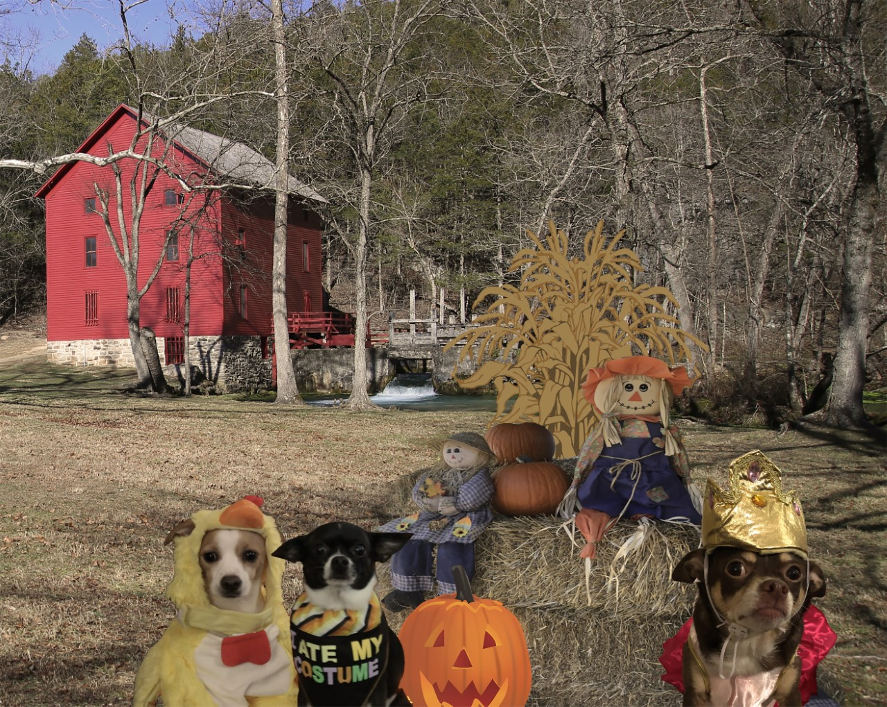 Alley Mill with photo shopped dogs in Halloween costumes by a haybale with pumpkins and scarecrows