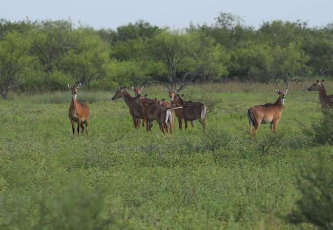 herd of female nilgai