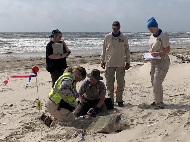 Several park volunteers assist a NPS biologist with examining a sea turtle.