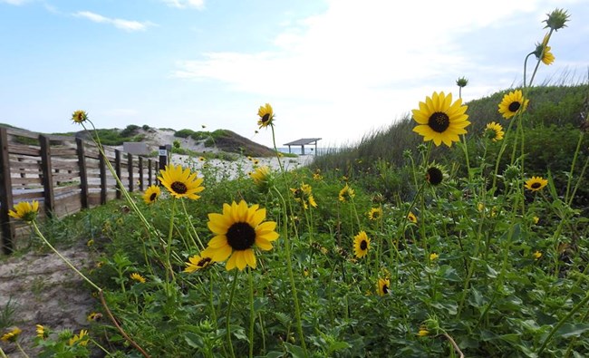 Colorful Runyon's sunflowers greet visitors along the boardwalk to Malaquite Beach