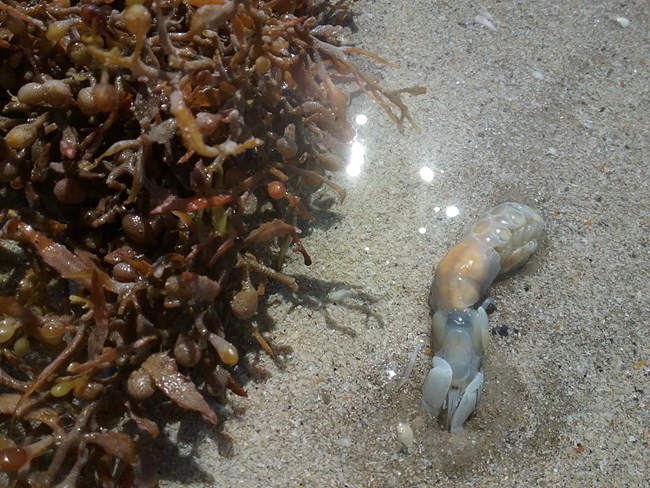Photo of a ghost shrimp laying on the beach with a pile of sargassum seaweed on the left