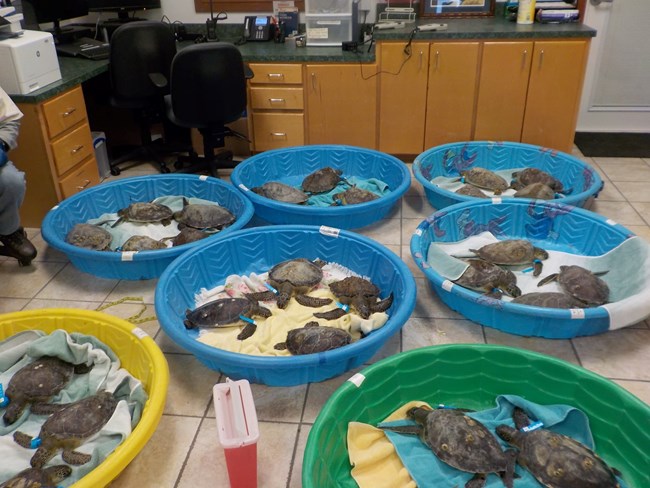 Twenty-five rescued cold stunned sea turtles rest in seven plastic kiddie pools on the floor of the Turtle Lab at Padre Island National Seashore.