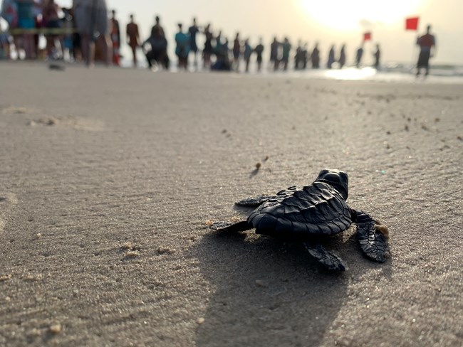 A baby sea turtle crawls on the beach to the gulf. A crowd of people look on.