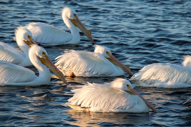 A group of white pelicans float together in the water.