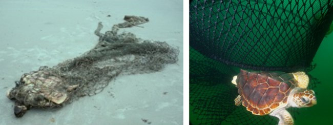 A dead stranded sea turtle in a shrimp fishing net and a live sea turtle escaping from a shrimp fishing net