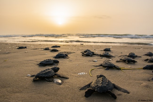 Kemp's ridley sea turtle hatchlings crawl toward the Gulf of Mexico on Padre Island National Seashore.