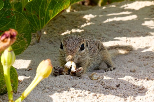 Spotted ground squirrel