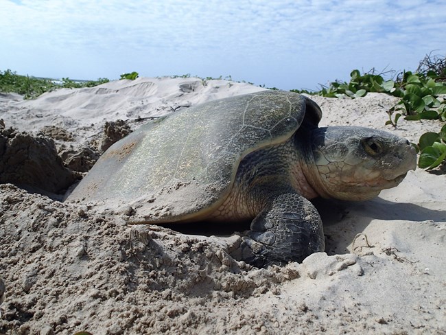A female Kemp's ridley sea turtle nesting on Padre Island.