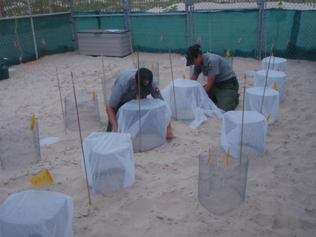 Two park rangers install protective enclosures over sea turtle nests buried in the sand on Padre Island.