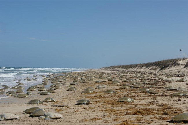 2011 mass nesting of hundreds of Kemp's ridley sea turtles in Mexico