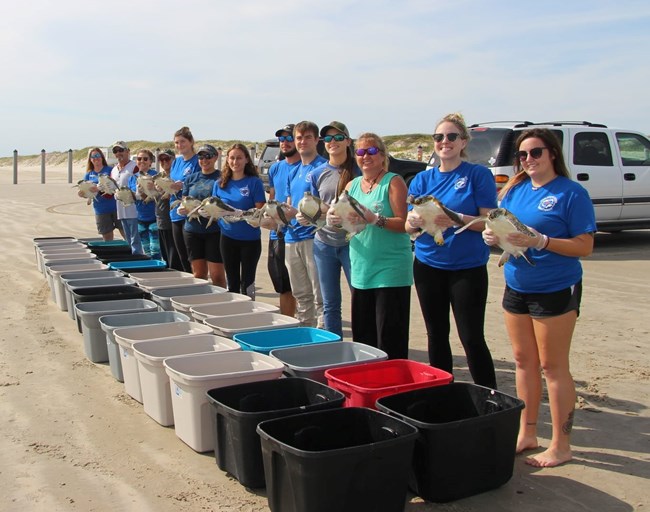 Staff with the Texas Sealife Center stand on the beach holding rehabilitated green sea turtles ready to be released back into the ocean.