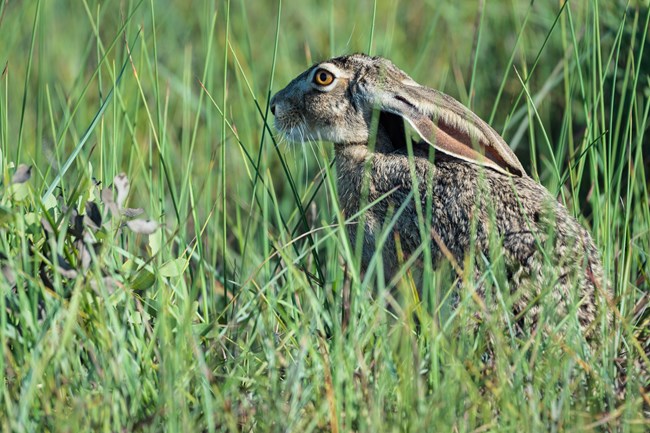 A rabbit is hiding in tall grass.