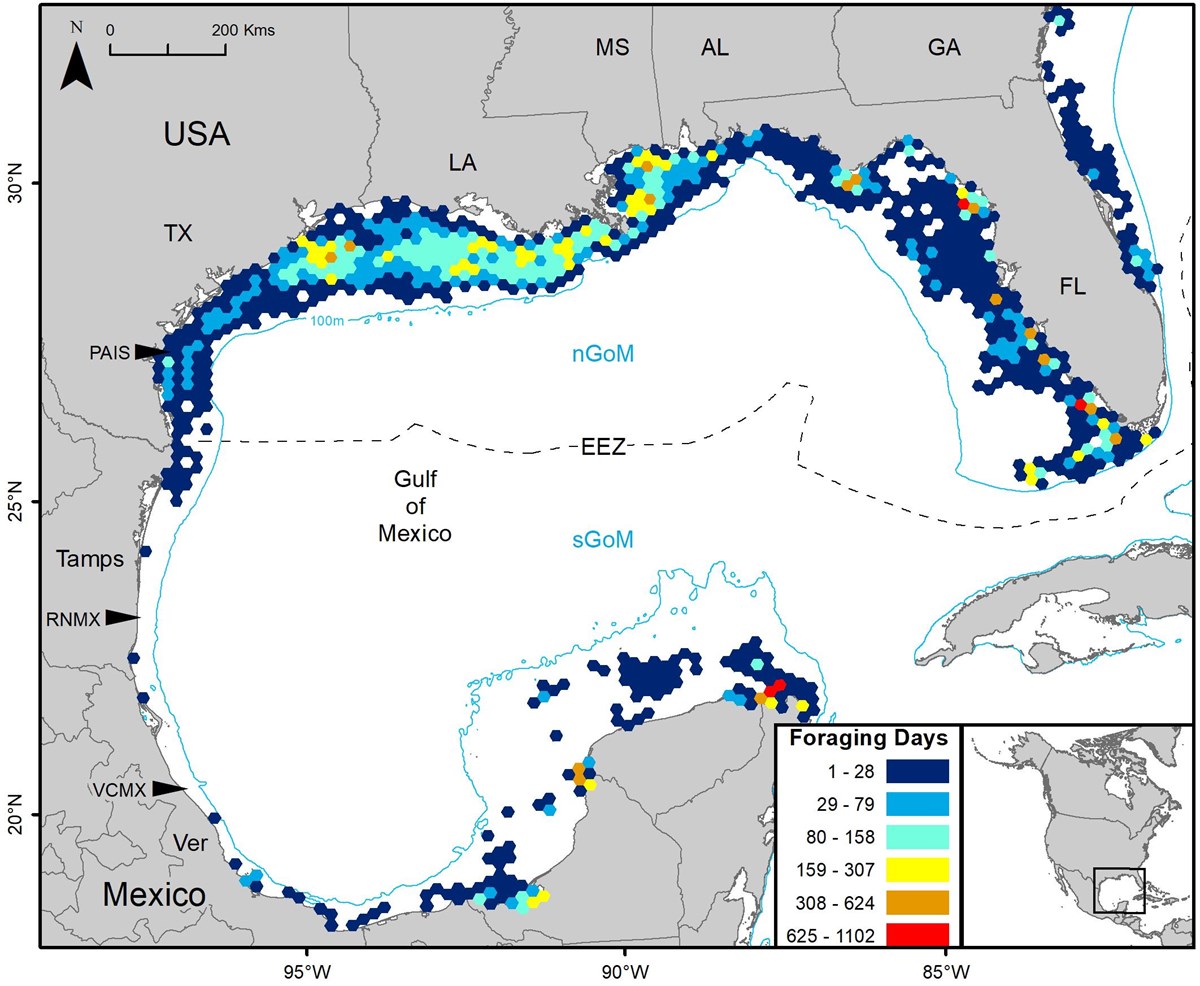 Satellite Tracking Kemp's Ridley Sea Turtles - Padre Island National ...