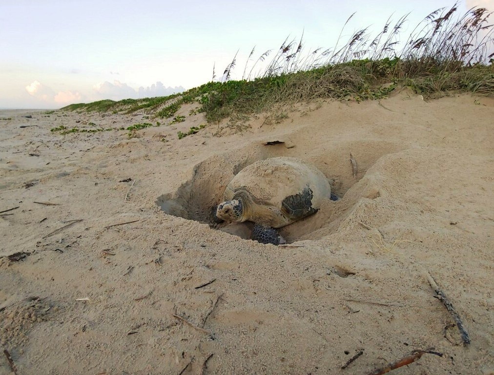 Current Sea Turtle Nesting Season - Padre Island National Seashore (U.S