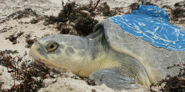 A Kemp's ridley sea turtle with an older satellite transmitter on her shell nests on Padre Island.