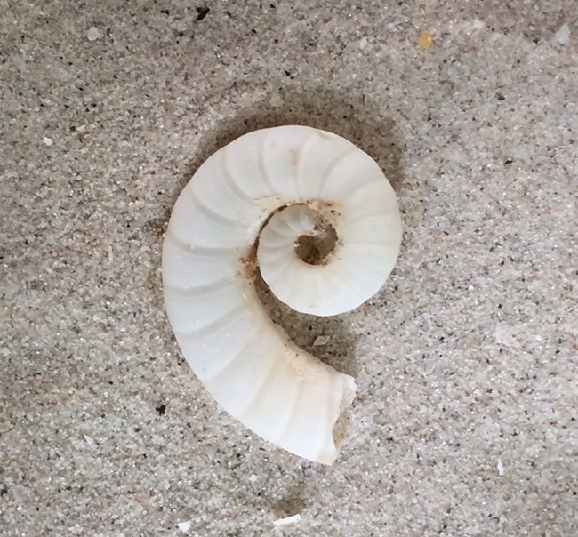 Buoyancy chamber of the Ram's Horn squid