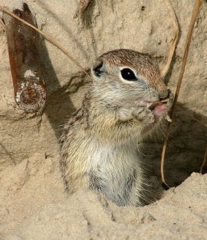 Ground squirrel