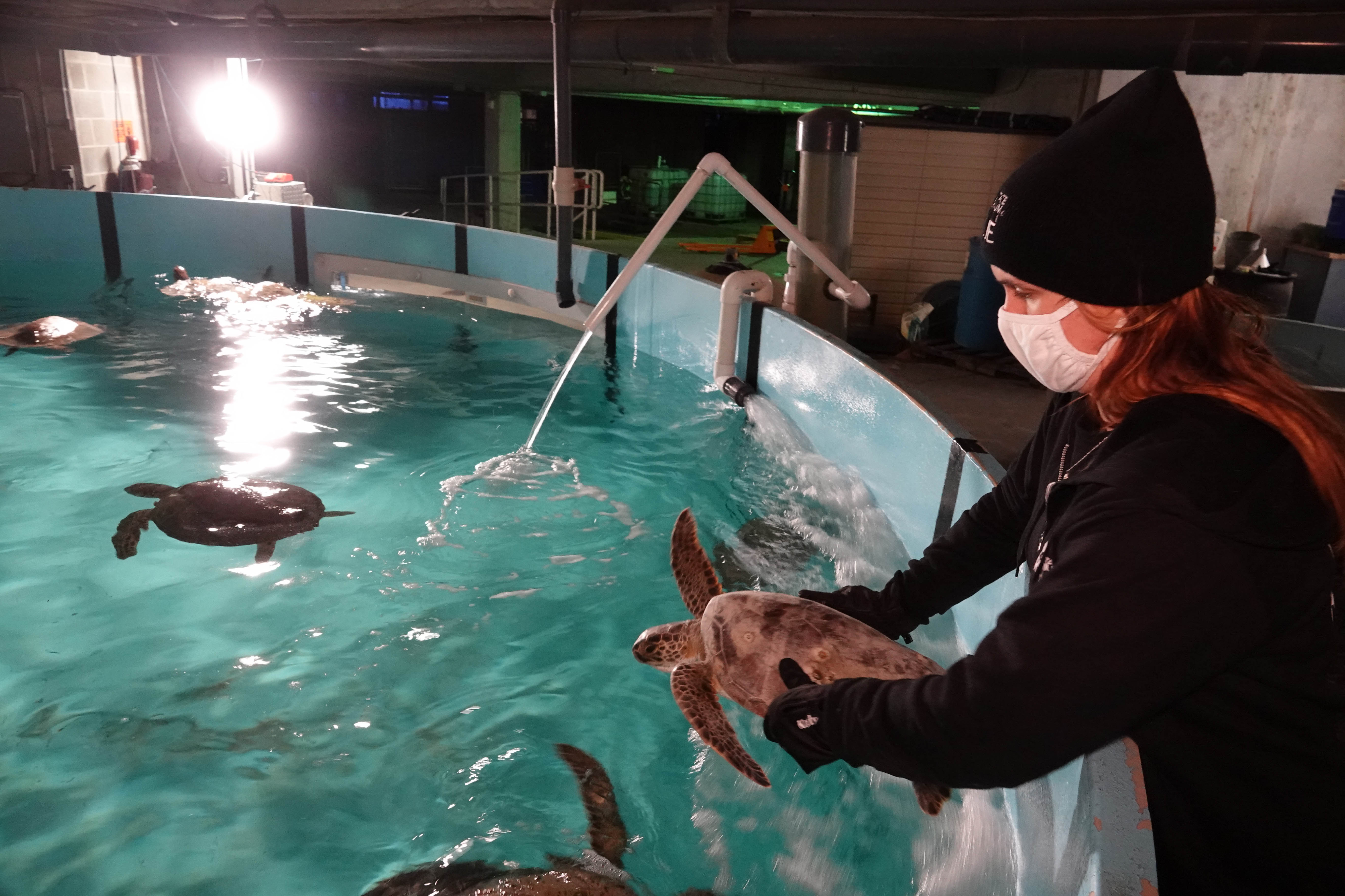 A Texas State Aquarium employee places a cold stunned turtle retrieved from Padre Island National Seashore into a large tank at the aquarium.