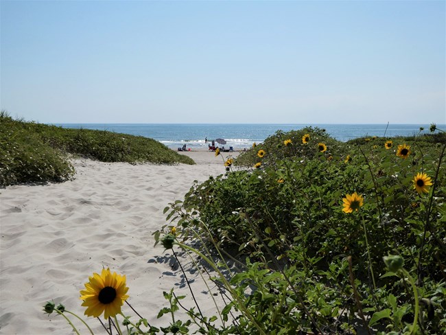 A sandy path to the beach with yellow flowers growing along the side.