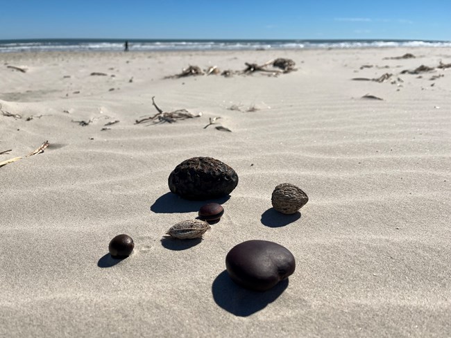 Several brown sea bean sit on the sand of a beach