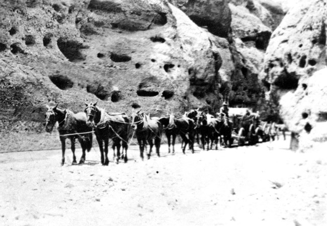 Mule Team with mine ore in Gold Butte area