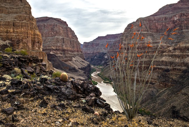 An ocotillo plant rests at the edge of canyon with a river running through it.