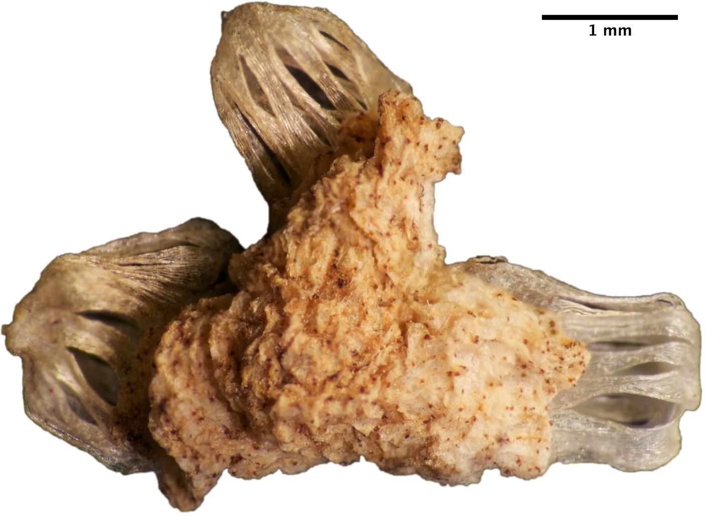 Thin and dry cream colored sac-like envelopes cling to a dry and rough structure.