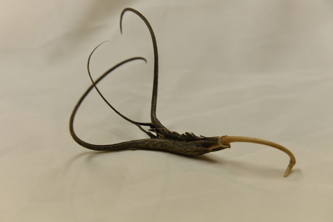 A dark brown seed pod with three thin long claw-like appendages.