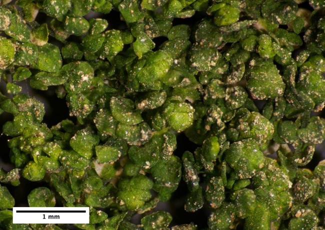 https://home.nps.gov/para/learn/nature/frullania-inflata.htm