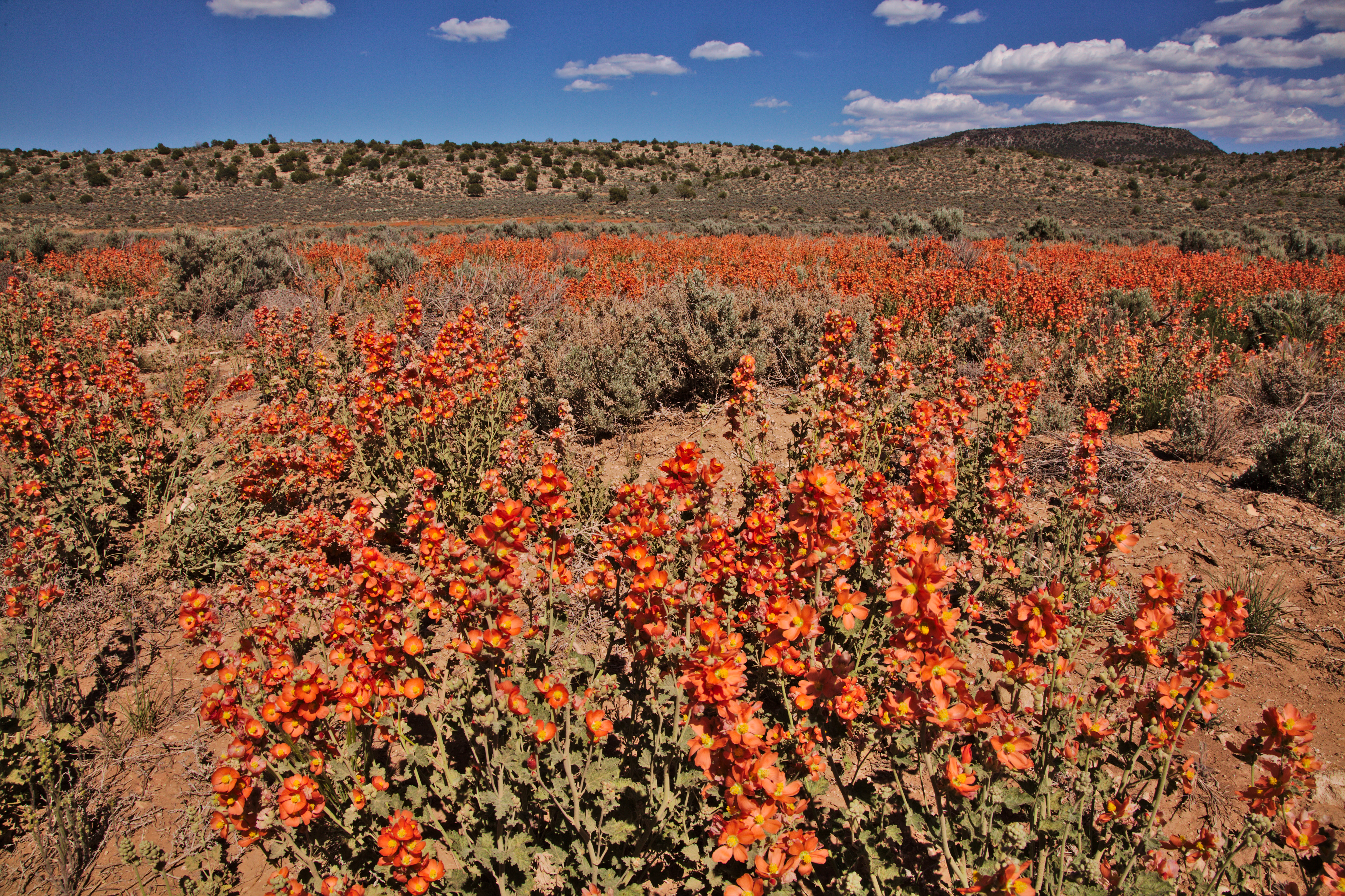 A field of orange blossoms