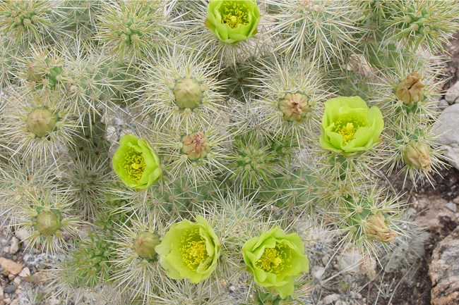 Five yellow green flowers on a full spiky cactus