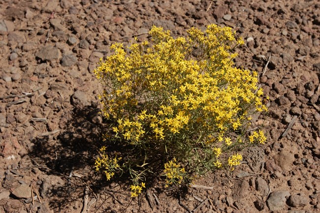 Yellow flowers clustered on top a small wood shrub