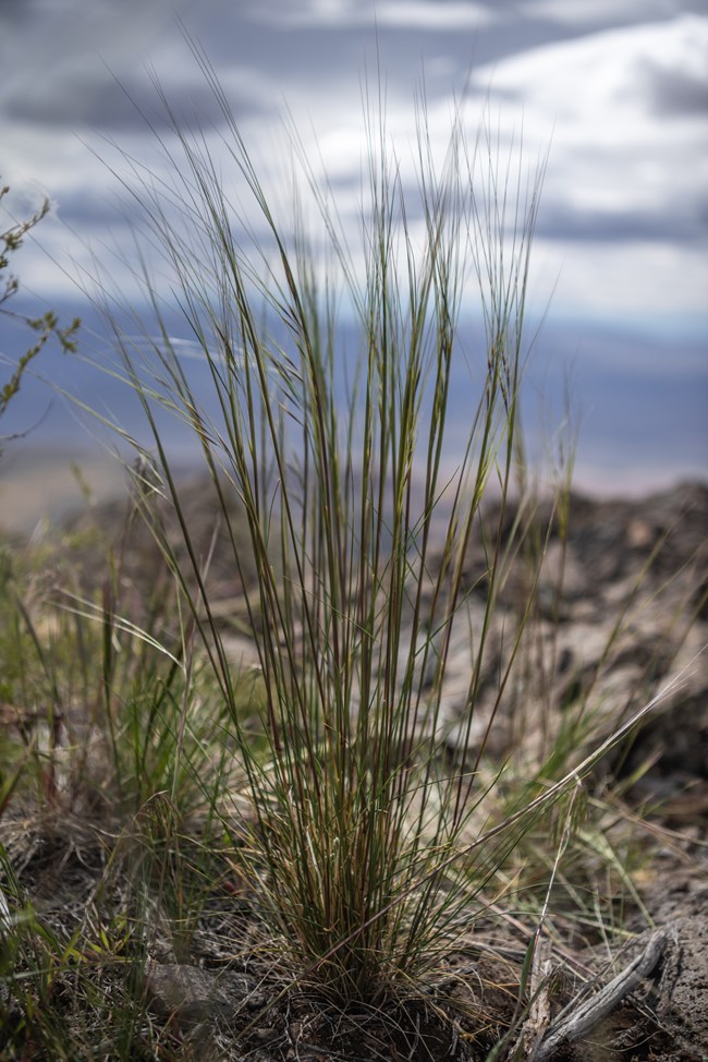A two foot bunch grass with long feathery looking spikes at the top