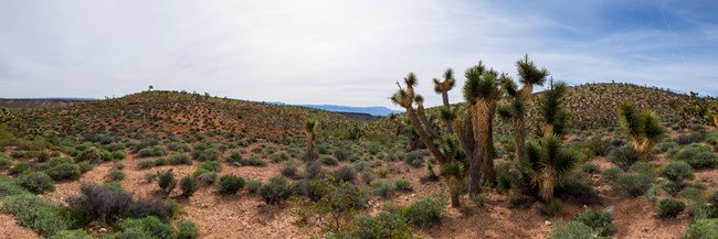 A cluster of spiny Joshua trees sitting amongst desert shrubs.