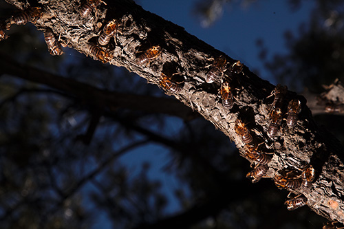 Several golden cicada exoskeletons on a pine branch.