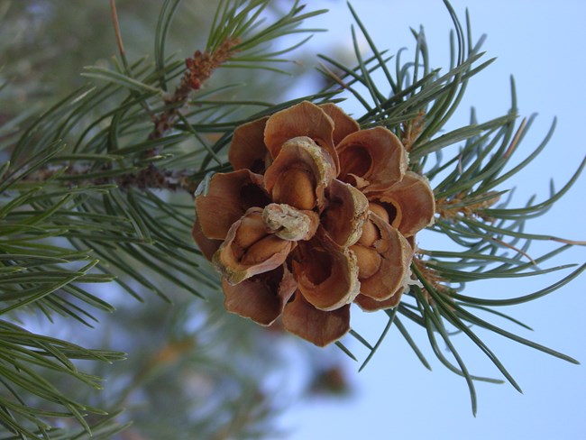 An open pinecone displaying pine nuts on the end of a branch