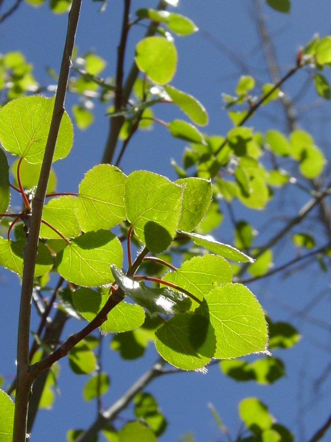 Green heart-shaped leaves with red stems
