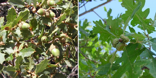 A side by side comparison of scrub oak and Gambel's oak leaves.
