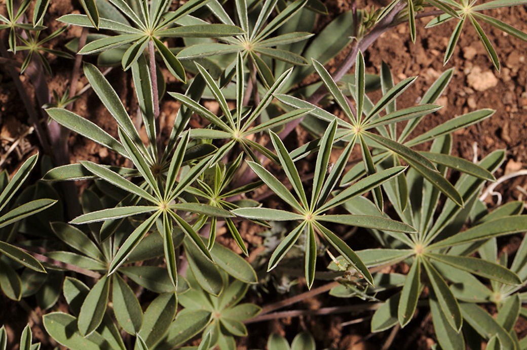 Green leaflets of the lupine plant.