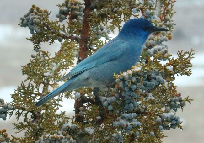A pinyon jay rests on a Juniper branch, surrounded by clusters of waxy juniper berries.