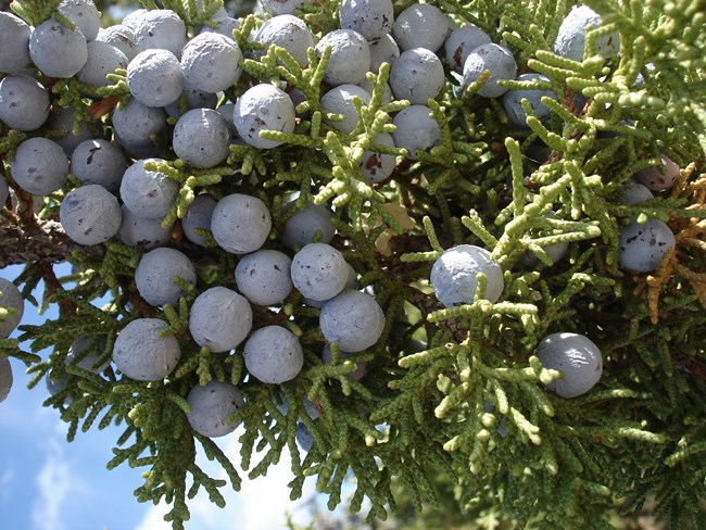 A cluster of bluish berry looking cones on the branch of a Utah juniper tree