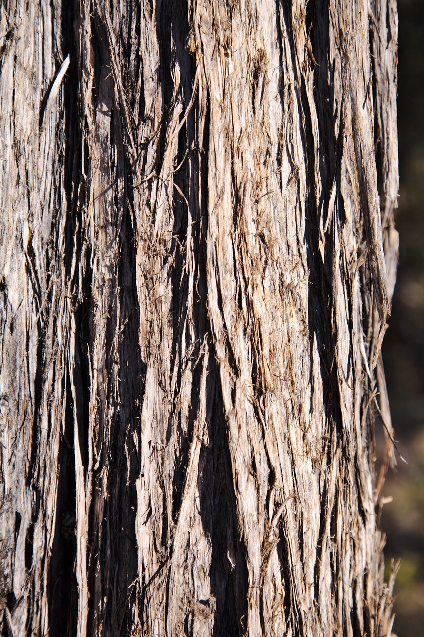 A close up view of fibrous bark