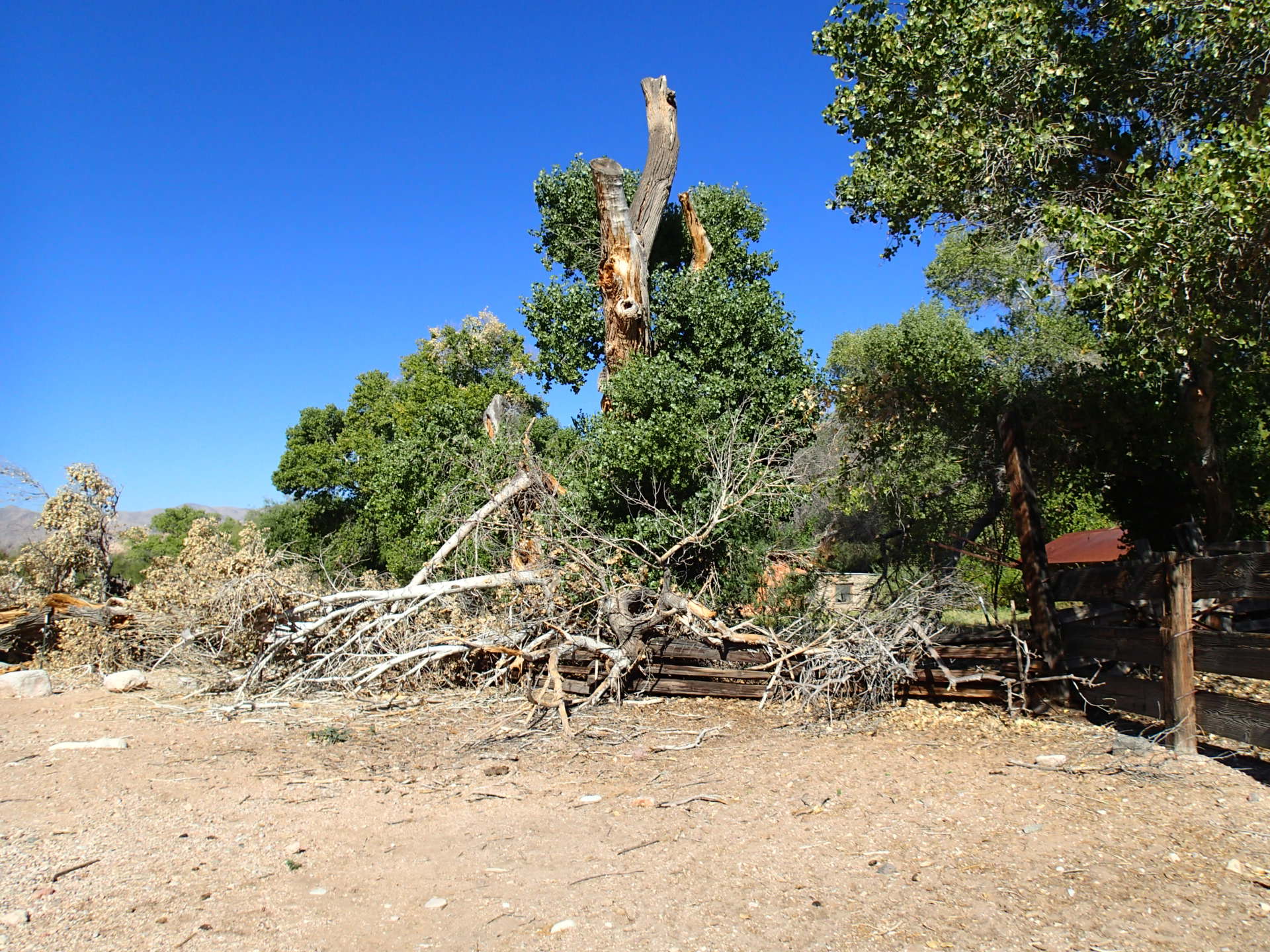 The top of this cottonwood tree broke off in a windstorm.