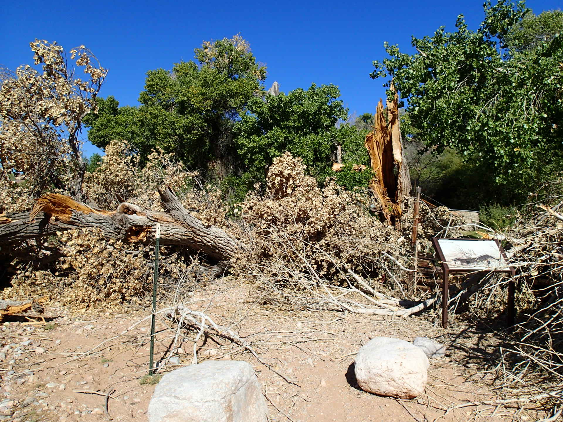 Cottonwood tree that broke apart and crushed a wood fence.