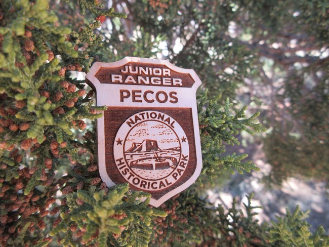 Wooden Junior Ranger badge places in a juniper branch.