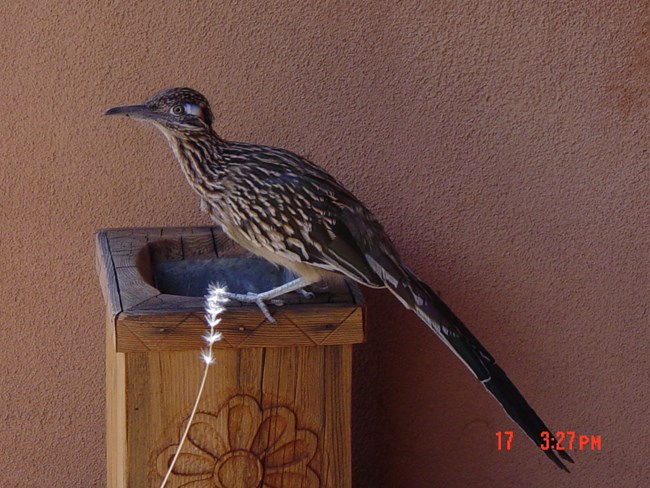 Roadrunner perched on a wooden post.