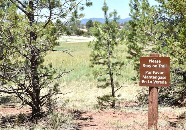 Brown sign reads "please stay on trail" with pine trees surrounding