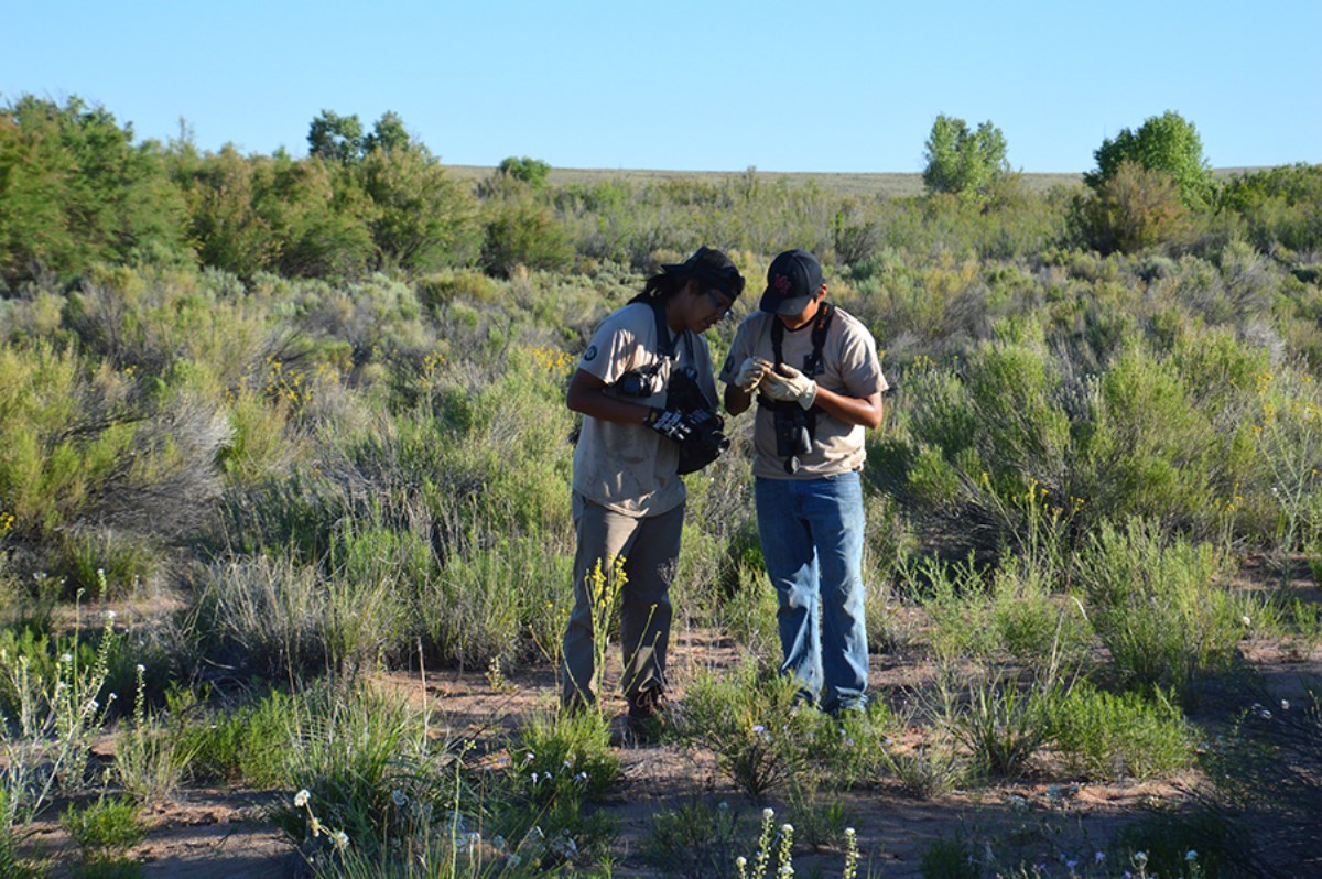 2015 Crew Members Looking for Lizards in the Riparian Area