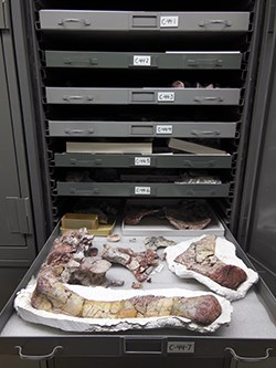 An open cabinet with many drawers, including one full of fossil bones
