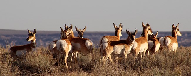A group of young pronghorn at sunset